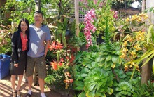 Khu vườn 700m2 với hơn 200 loại hoa quỳnh, lan ở Úc của người đàn ông Việt