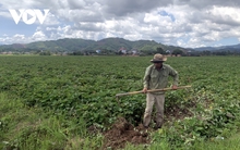 Khoai lang Đắk Lắk rớt giá, ế ẩm, nông dân thua lỗ nặng