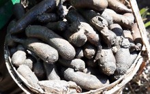 Đi săn đặc sản "sâu đất" kiếm nửa triệu đồng mỗi ngày