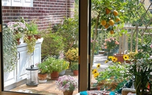 Khu vườn ban công rộng 25m² hoa gì cũng có giúp bà mẹ nội trợ quên hết mọi muộn phiền