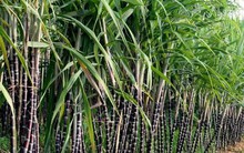 Đi tìm giải pháp tháo gỡ khó khăn cho ngành mía đường