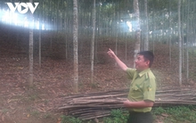 Nhiều "tỷ phú chân đất" đi lên từ cây quế