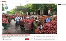 Bắc Giang lên tiếng về thông tin vải thiều giá 5 nghìn đồng/kg