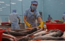 Ngành thủy sản hồi phục nhanh