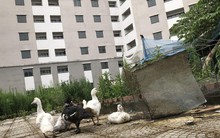 Hàng nghìn căn hộ tái định cư bỏ hoang