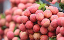 Xuất khẩu 8 triệu USD vải thiều qua Lạng Sơn mỗi tuần