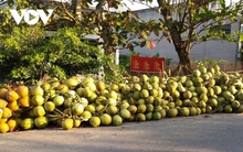 Khuyến cáo nhà vườn không trồng dừa lấy nước ồ ạt