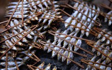 Ở Bắc Kạn có món cá nướng Pác Ngòi "vạn người mê" - giản dị mà ngon hơn cả sơn hào hải vị!