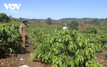 Tái canh cà phê các tỉnh vùng Tây Nguyên vẫn còn nhiều khó khăn