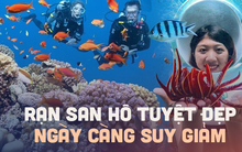 Những rạn san hô tuyệt đẹp ở các vùng biển Việt Nam đứng trước nguy cơ suy giảm hàng loạt, nhiều nơi đã phải lên kế hoạch để "giải cứu"