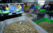 Ngành điều đương đầu với nhiều thách thức