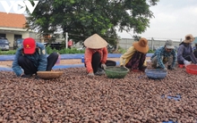 Ngành điều xin giảm 600 triệu USD chỉ tiêu doanh số xuất khẩu