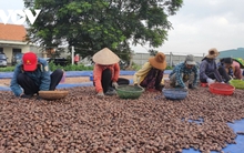 Ngành điều xin giảm 600 triệu USD chỉ tiêu doanh số xuất khẩu