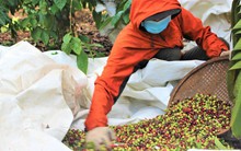 Vì đâu dân không muốn tái canh cây tỷ đô?