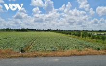 “Thủ phủ” khoai lang miền Tây quay lưng với cây khoai