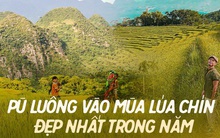 Pù Luông đang vào mùa lúa chín đẹp nhất trong năm: Nhất định phải đi vì góc nào đứng vào cũng rất thơ