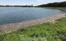 Hà Nội: Cá lại chết hàng loạt tại hồ điều hoà Yên Sở