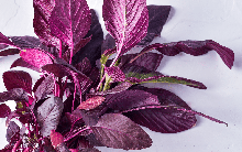 Loại rau được mệnh danh là "rau trường thọ", tốt cho tim, bổ máu: Bày bán đầy chợ Việt Nam