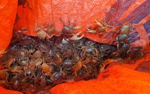 Bắt cua đồng mùa nắng nóng kiếm tiền triệu mỗi ngày