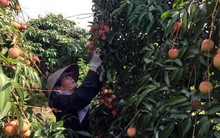 Vải thiều Thanh Hà cuối mùa xuống giá