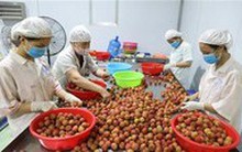 Xuất khẩu nông sản tăng vọt, Bộ Nông nghiệp và Phát triển Nông thôn nâng mục tiêu đạt 55 tỷ USD