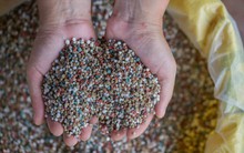 Giá NPK nội địa có thể sẽ giảm trong thời gian tới