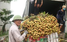Vải thiều được mùa, xuất khẩu nhiều với giá cao
