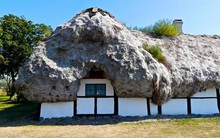 Vật liệu tự nhiên siêu bền, nếu trải lên mái nhà, nó sẽ không bị mục nát trong suốt 300 năm