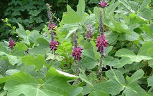 Loại hoa tưởng bị vứt bỏ, hóa ra lại có tác dụng lợi gan mật, giải rượu vô cùng hiệu quả