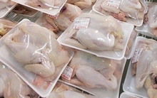 Không dễ xuất khẩu thịt gà