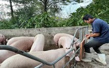 Công bố sản xuất thành công vắc-xin dịch tả heo châu Phi