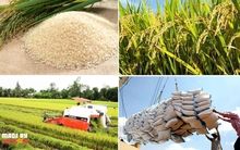 Blogger Trung Quốc: Việt Nam chỉ mất 10 năm chuyển mình thành nước xuất khẩu lương thực