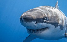 Dù bị gọi là "cá mập", nhưng loài này lại có thân hình chuẩn nhất thế giới, không một cá thể nào thừa cân