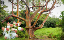 Vì sao bạch đàn được gọi là "cây hút vàng"? Nghiên cứu khoa học dài hơi chỉ ra bí mật nằm ở bộ phận vùi sâu dưới lòng đất