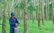 Cao su Đồng Phú trình chia cổ tức 2021 tỷ lệ 35%, kế hoạch lãi 2022 giảm 31%