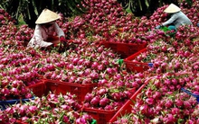 Làm sao để nông nghiệp thoát cảnh ùn ứ, 'buôn chuyến'?