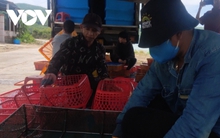 Tôm hùm xuống giá nhưng không có thương lái đến mua