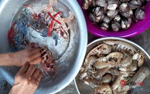 Giá xăng dầu tăng cao, càng ra khơi càng lỗ, nhiều tàu cá nằm bờ, hải sản khan hàng tăng giá