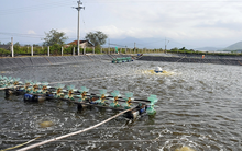 Doanh thu Sao Ta 6 tháng đạt gần 119 triệu USD, tăng 36%