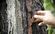 Hàng trăm cây thông ở Quảng Nam bị kẻ xấu khoan lỗ, đổ hóa chất đầu độc