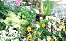 Bà mẹ thành phố tự tay thiết kế khu vườn nhà 100m², chi phí chẳng tốn là bao nhưng giá trị tinh thần là vô giá