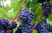 Ăn nho vừa ngon vừa mang lại nhiều lợi ích cho sức khỏe nhưng có 4 lưu ý khi dùng mà bạn tuyệt đối đừng bỏ qua