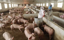 Giá lợn hơi tăng, tiểu thương vẫn kêu khó có lãi