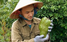 9X từng làm hỏng cả tấn mãng cầu, giờ có doanh thu 3 tỷ đồng mỗi năm nhờ biến quả tươi rẻ tiền thành loại trà độc đáo