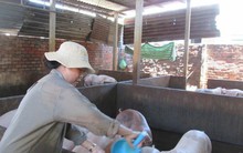 Vì sao giá heo hơi bất ngờ tăng nóng?