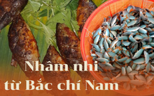 Cá heo sông Mê Kông: Thịt ngọt thơm từ màu xanh ngọc bích, muốn ăn cũng hiếm có khó tìm