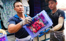 Bán sức lấy tiền, kiếm tiền triệu mỗi ngày từ vải thiều