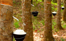 Không thanh lý vườn cao su, công ty mẹ Cao su Phước Hòa báo lãi quý II giảm hơn 76%