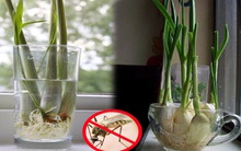 Học ngay cách trồng sả này để vài tuần là có chậu cây đuổi muỗi hiệu quả, vừa làm tiểu cảnh trang trí xinh xắn