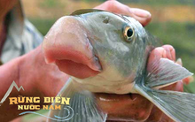 Loài cá tiến vua quý hiếm ở Việt Nam: Cả thế giới chỉ 2 quốc gia có, giá trị cao bậc nhất